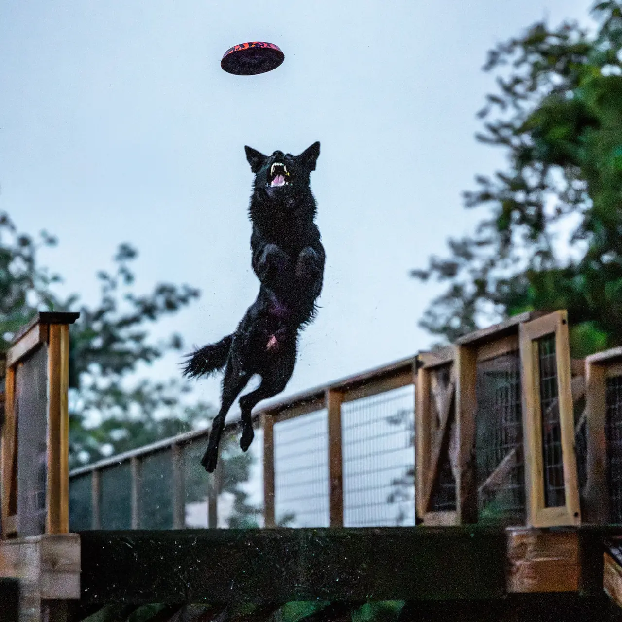 Ghost, a black German Shepherd, soaring off the dock to catch a disc against a blue Missouri sky