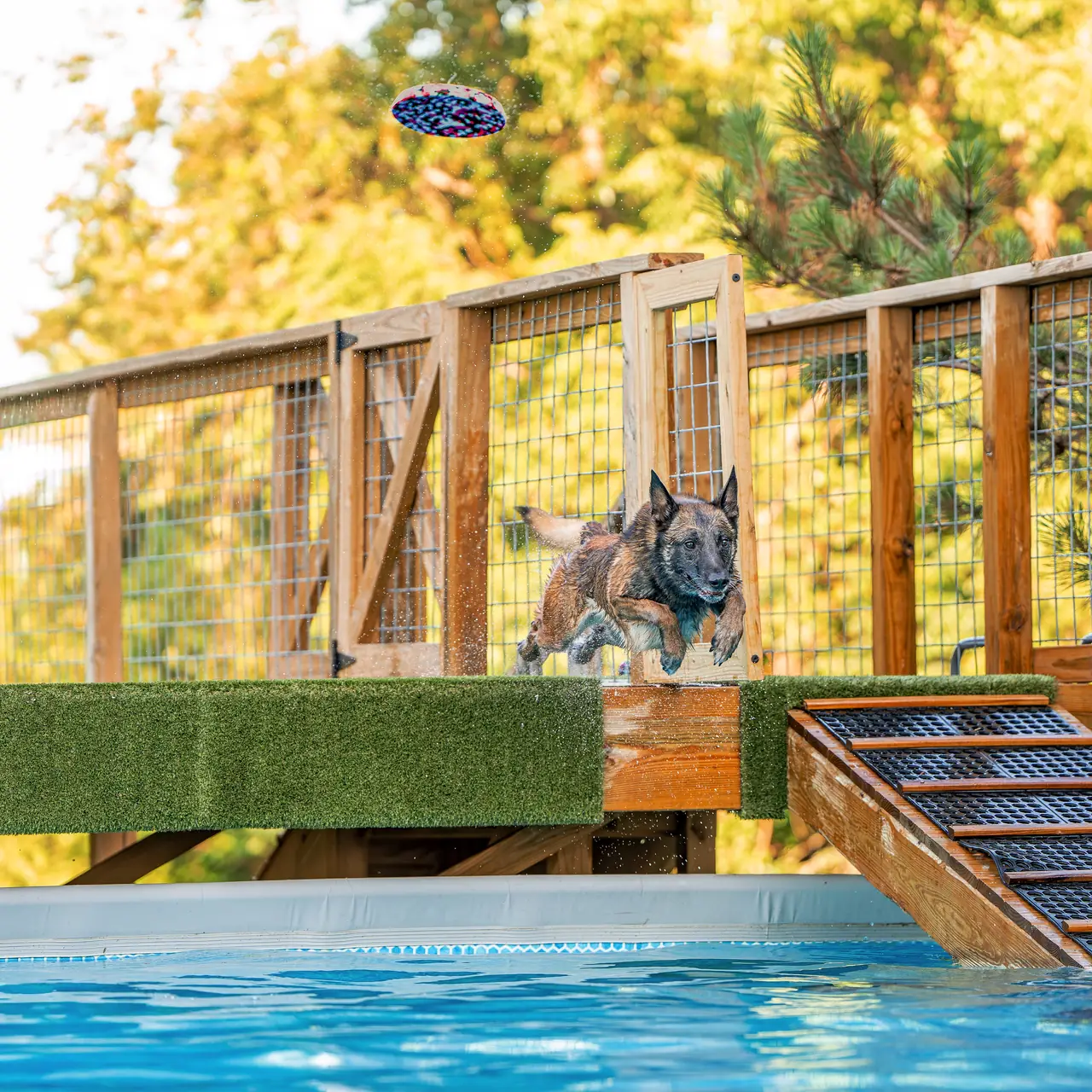 Belgian Malinois launching off the turf-covered dock after a flying disc, with the blue pool below, at Leaping Legends in Bolivar, Missouri