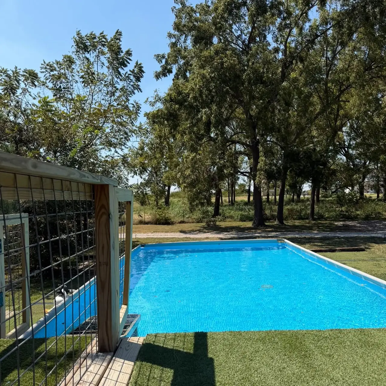 Dog swimming pool with turf deck and fenced dock surrounded by shade trees