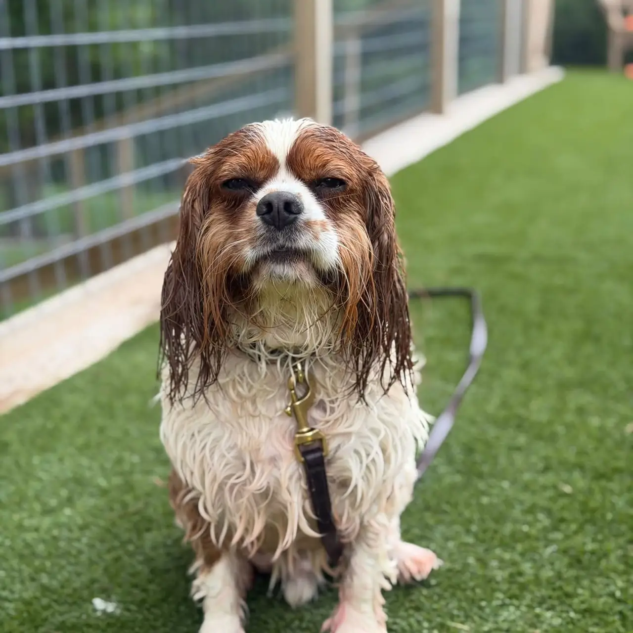 Happy wet Cavalier King Charles Spaniel after a swim lesson